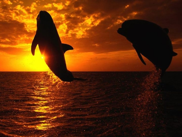  delfini al tramonto 